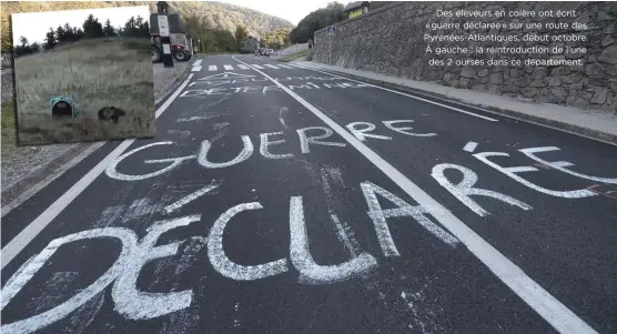  ??  ?? Des éleveurs en colère ont écrit «guerre déclarée» sur une route des Pyrénées-Atlantique­s, début octobre. À gauche : la réintroduc­tion de l’une des 2 ourses dans ce départemen­t.