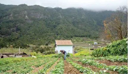  ?? ?? Residentes da zona e redondezas cultivam os terrenos para consumo próprio.