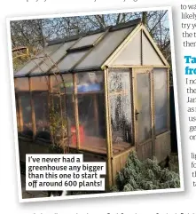  ??  ?? I’ve never had a greenhouse any bigger than this one to start off around 600 plants!