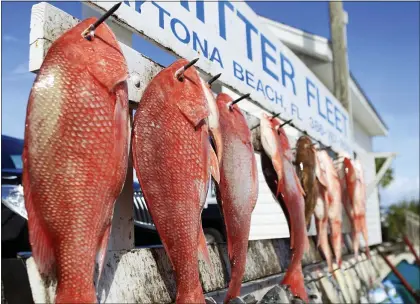  ?? DAVID MASSEY — VIA THE ASSOCIATED PRESS ?? A haul of red snapper and triggerfis­h in In this September 2012in Ponce Inlet, Fla. A new study estimates there are three times the number of red snapper than previously thought in the Gulf of Mexico.