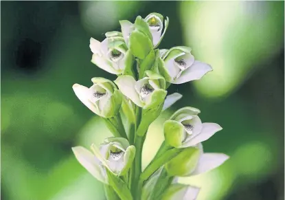 ??  ?? La orquídea ribereña crece en el lago Lugano o en el talar de la Facultad de Veterinari­a