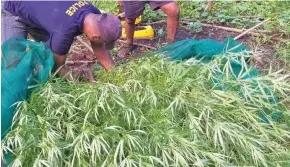  ??  ?? Marijuana plants uprooted by Police during their raid in the Northern Division.