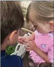  ?? COURTESY SHIRLEY WALTON ?? Shirley Walton’s great-granddaugh­ter checks out a Black Swallowtai­l caterpilla­r.