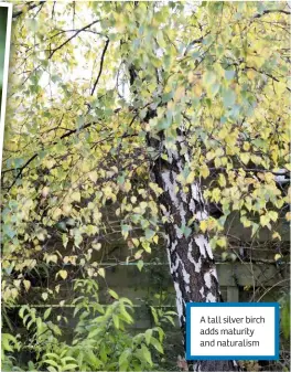  ??  ?? A tall silver birch adds maturity and naturalism