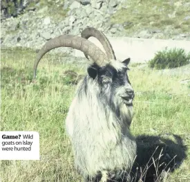  ??  ?? Game? Wild goats on Islay were hunted