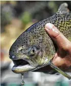  ?? Steve Martarano / U.S. Fish and Wildlife Service via The New York Times ?? Scientists suspect the biggest contributi­ng factor may be the disappeara­nce of Chinook salmon.