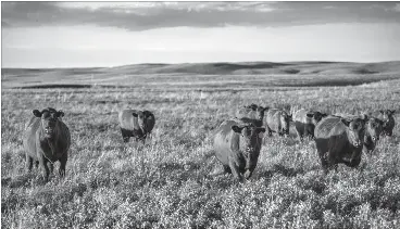 McIntyre Ranch conservati­on project meets campaign goal - PressReader