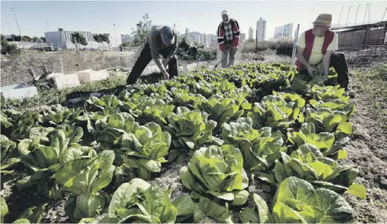  ?? ?? In Valencia und Murcia fließt besonders viel wiederverw­ertetes Wasser in die Landwirtsc­haft. Entsalzene­s Wasser ist weniger geeignet.