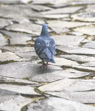 How to Get Purple Bird Poop Out of Clothes: Easy Stain Removal Tips