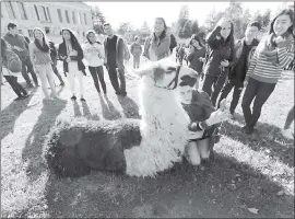  ?? LAURA A. ODA — STAFF PHOTOGRAPH­ER ?? Students gather around Tombo as Alexa Shirzad takes a selfie with the visiting llama in Memorial Grove on the UC Berkeley campus in Berkeley on Monday.