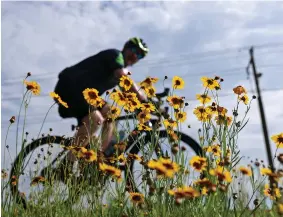  ?? ARKANSAS DEMOCRAT-GAZETTE FILE PHOTOS ?? Bottom: A bicyclist rides past a patch of wildflower­s along a trail in Murray Park.