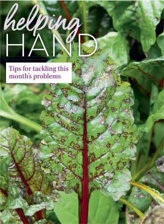  ??  ?? LEFT Cercospora leaf spot is a common problem for silverbeet and other chards in wet and humid conditions.