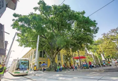  ?? FOTO ?? La alta retención de carbono es otra de las contribuci­ones de los árboles al bienestar de las ciudades y refuerza la importanci­a de reducir la tala del arbolado urbano.