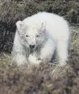  ??  ?? 0 The Highland Wildlife Park’s polar bear now has a name