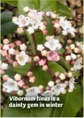  ??  ?? Viburnum tinus is a dainty gem in winter