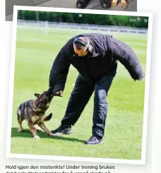  ??  ?? Hold igjen den mistenkte! Under trening brukes det beskyttels­esdrakter for å unngå skade på førere og for å lære hunden å bite riktig.