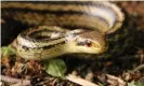  ?? Photograph: Hannah Gerke ?? The snake study is another piece of the puzzle in trying to understand the long-term effects of radiation exposure in Fukushima and elsewhere.