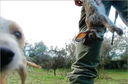  ??  ?? Doença está presente entre 10 e 20% dos coelhos bravos nos distritos de Lisboa, Setúbal, Santarém e Évora