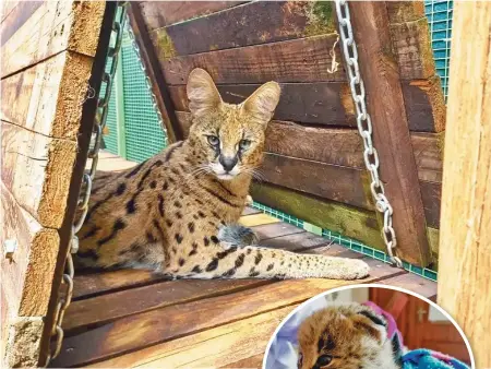  ?? ?? Above is the serval almost a year later and inset is the serval when it was brought into
Free Me.
