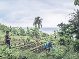  ?? ASANKA BRENDON RATNAYAKE PHOTOS THE NEW YORK TIMES ?? A garden at the Matava resort, which serves locally-grown fruits and vegetables, in Fiji.