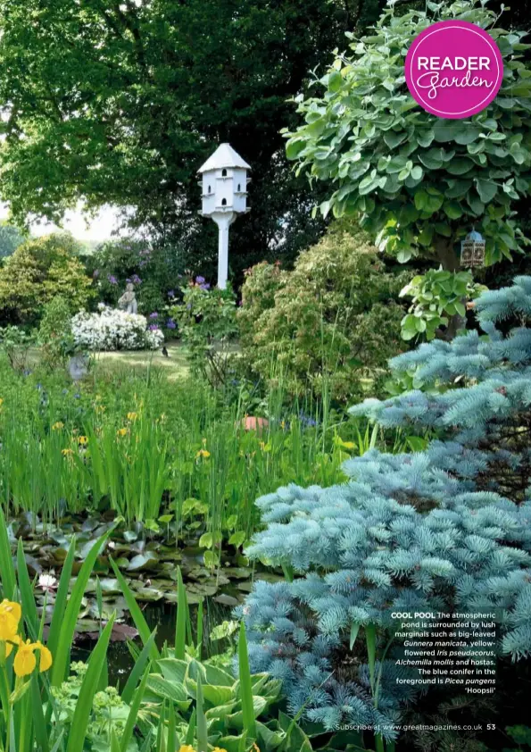  ??  ?? COOL POOL The atmospheri­c pond is surrounded by lush marginals such as big-leaved
Gunnera manicata, yellowflow­ered Iris pseudacoru­s, Alchemilla mollis and hostas. The blue conifer in the foreground is Picea pungens ‘Hoopsii’