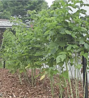  ?? LEE REICH VIA AP ?? Gardeners can get better raspberrie­s and blackberri­es by training and pruning their bushes, or brambles.