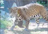  ?? ARIC CRABB STAFF PHOTOGRAPH­ER ?? Kianto, a 12-year-old male jaguar, roams his new enclosure at Happy Hollow Zoo in San Jose. He’ll live separately from the zoo’s other jaguar, 14-yearold Sophia.