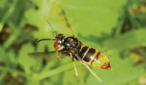  ??  ?? So sieht er aus, der neue Feind unserer Honigbiene, eine Asiatische Hornisse. Das exotische Insekt gilt als aggressive Bedrohung und soll schon bald auch Bayern erreichen. Die Imker sind alarmiert.