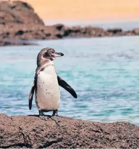  ?? DREAMSTIME ?? Galapagos penguins have seen significan­t growth in population last year, due to the lack of tourists disturbing their nesting grounds.