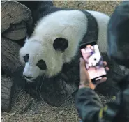  ?? KENDRICK BRINSON/FOR THE WASHINGTON POST ?? A man records a video of one of the four giant pandas at Zoo Atlanta, the last of the animals on loan to the United States from China.