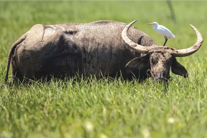  ??  ?? A buffalo grazes in a grassland in Bahona village near the river Brahmaputr­a in Jorhat, east of Gauhati, India. Photo: AP