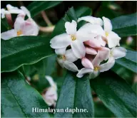  ??  ?? Himalayan daphne.