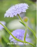  ??  ?? Didiscus ‘Blue Lace’