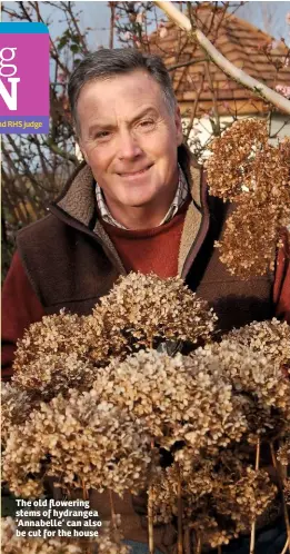  ??  ?? The old flowering stems of hydrangea ‘Annabelle’ can also be cut for the house