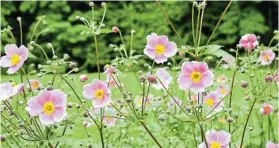  ?? ?? SHEER DELIGHT: Japanese anemones (Anemone japonica) make a beautiful display in the spring