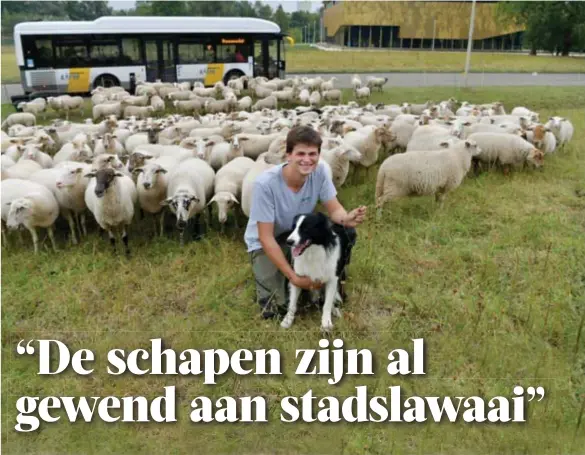  ?? FOTO JAN VAN DER PERRE ?? Lukas Janssens met border collie Ran en zijn kudde Kempische heideschap­en.