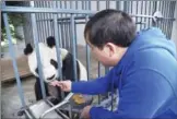  ?? XINHUA ?? A keeper feeds Pan Pan at the Dujiangyan base of the China Conservati­on and Research Center for Giant Panda on Dec 21.