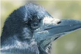  ??  ?? In fine voice The rook have been singing in the start of Spring