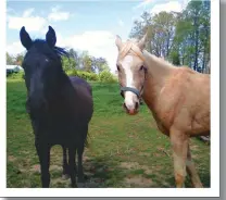  ??  ?? ODYSSEY: Shatan and Sony are now safely home. Their owner advises others to “be sure you have all of your paperwork, lots of pictures and even microchip your horses to prove they are yours.”