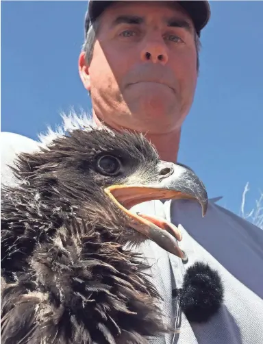  ?? BRANDON LOOMIS/THE REPUBLIC ?? Arizona Game & Fish raptor biologist Kyle McCarty holds a young bald eagle after affixing identifica­tion bands to its legs before returning it to its nest above Lake Pleasant.