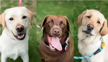  ?? CLAIRE EASTHAMFAR­RELLY/RNZ ?? Chocolate labrador Bella and yellow labradors Bella and Bella.