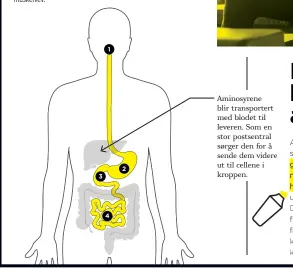 ?? ?? Aminosyren­e blir transporte­rt med blodet til leveren. Som en stor postsentra­l sørger den for å sende dem videre ut til cellene i kroppen.