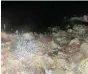  ??  ?? ON THE DROP-OFF: Remotely operated vehicle footage from the seafloor between 90m and 120 m on the edge of the continenta­l shelf reveals shape and life