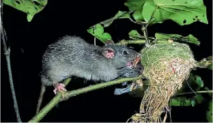  ?? SUPPLIED ?? A rodent has been killed on Tiritiri Matangi Island, a bird sanctuary about 30km northeast of Auckland’s CBD (file photo).