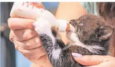  ??  ?? Hoher Aufwand: Alle drei Stunden bekommt jedes der sechs Katzenbaby­s per Hand die Flasche.