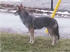  ?? CHRISTEL KAYE MANNERS ?? This photo of a coyote was taken near the riverfront in Lasalle on Jan. 27, 2020. Police say they have recently received reports of sightings in the area, which happens at this time of year.