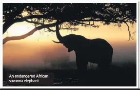  ??  ?? An endangered African savanna elephant