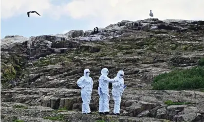  ?? ?? ‘Why is this outbreak causing concern not just among scientists, but also poultry farmers and government officials?’ Photograph: Ken Jack/ Getty Images