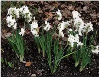  ??  ?? One-season-only charmers in Arkansas, paperwhite narcissus are easy to grow indoors or out.