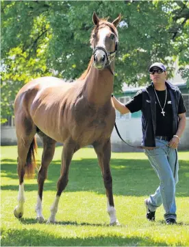  ?? Picture / AP ?? California Chrome with Willie Delgado gets his first look at Belmont Park, New York, before attempting the Triple Crown.